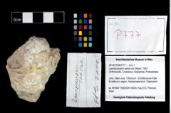 Foto (Objekt + Etikett) von Laeviprosopon laeve (von Meyer, 1857)  (NHMW-GEO-2014-0194-0777)